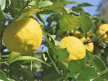 「日本のチカラ」徳島発! マミさんの極上ゆず ～父が残したメッセージ～