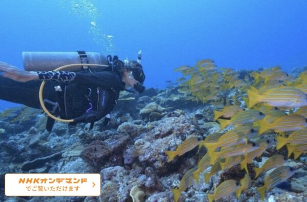 パラオブルー 生命の海 〜土屋アンナ 地球極彩色の旅〜